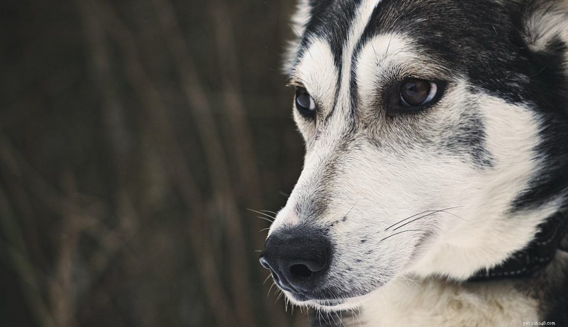 7 feiten over de Duitse herder Husky-mix voor adoptie