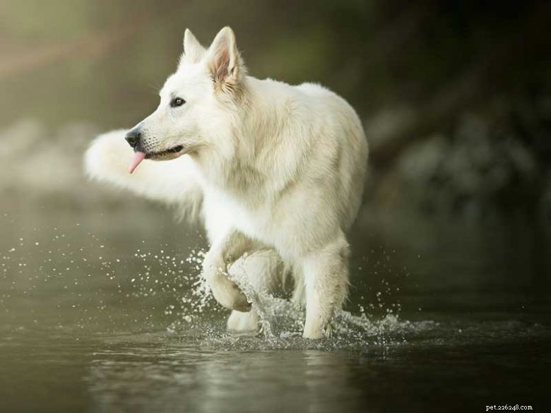 Witte Duitse herder Husky Mix puppy &volwassen