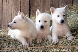 белая немецкая овчарка, помесь щенка и взрослой собаки хаски