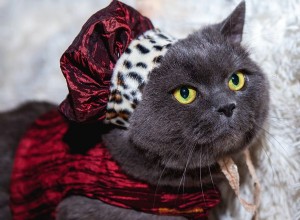 Советы по созданию безопасных и удобных костюмов для домашних животных на Хэллоуин