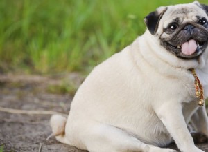 Mincez votre chien avec ces conseils utiles