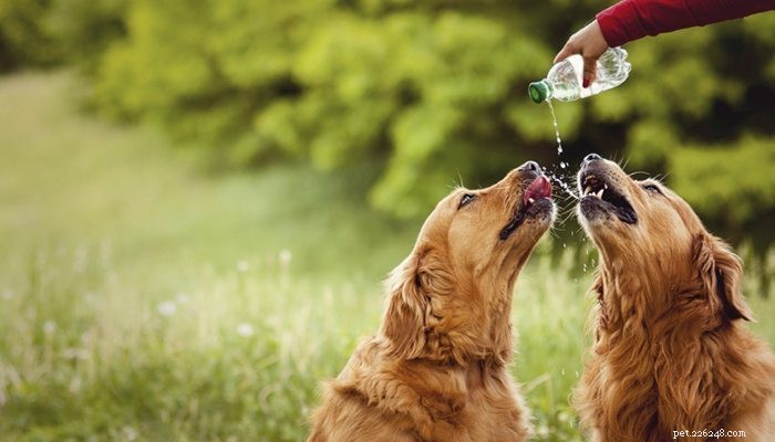 애완동물의 열사병 예방 방법