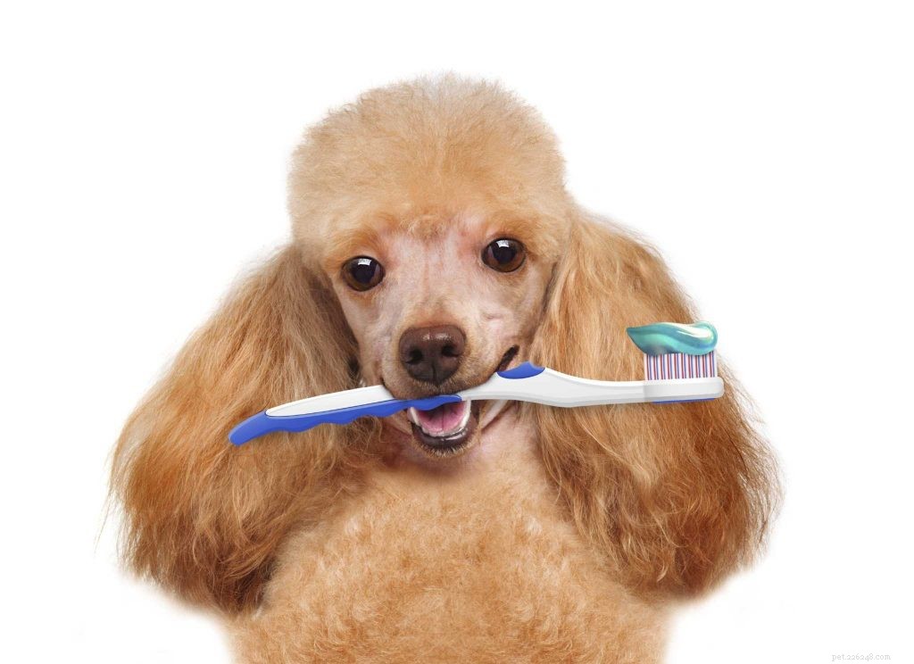 Правда о неприятном запахе изо рта у вашей собаки и как помочь