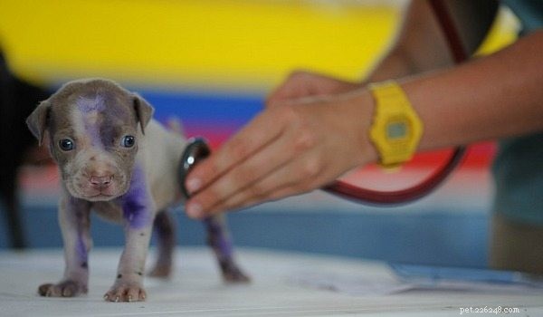 Journée mondiale vétérinaire :pourquoi ne pas honorer votre vétérinaire ?