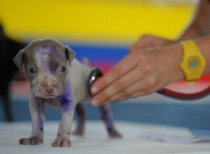 Světový veterinární den:Proč neuctít svého veterináře?