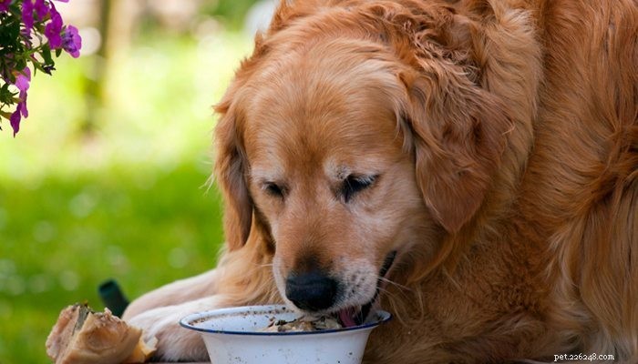 개에게 다이어트를 시키는 방법