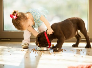 Ingredientes da ração para cães a evitar 