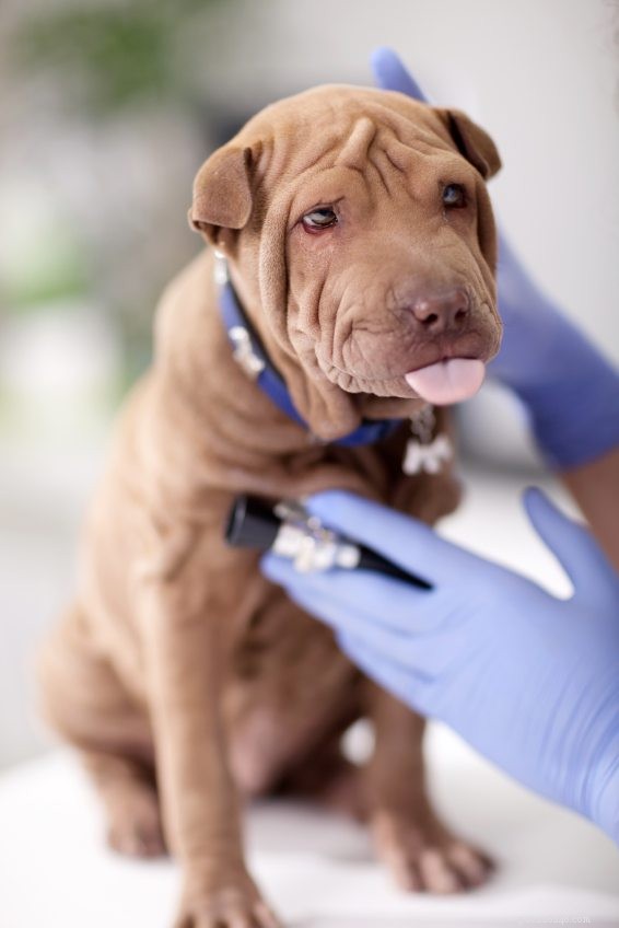 18 neuvěřitelně vzácných psích nemocí, které potřebujete vědět