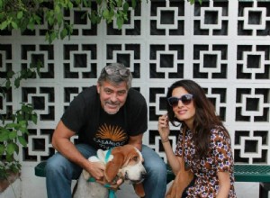 George e Amal Clooney adotam um cão de abrigo!