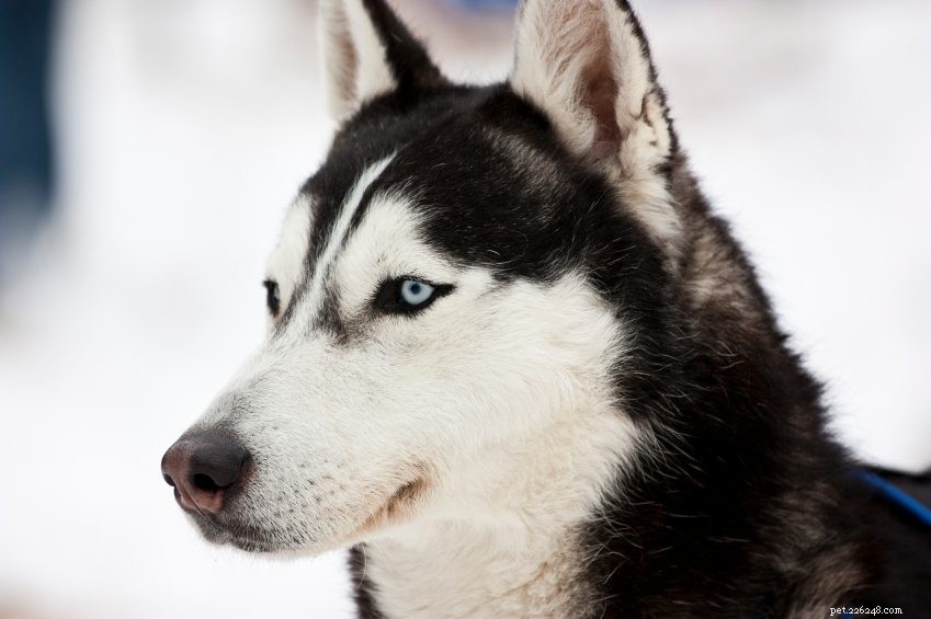 19 coisas que você deve saber antes de adotar um Husky Siberiano