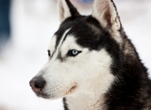 19 cose da sapere prima di adottare un husky siberiano