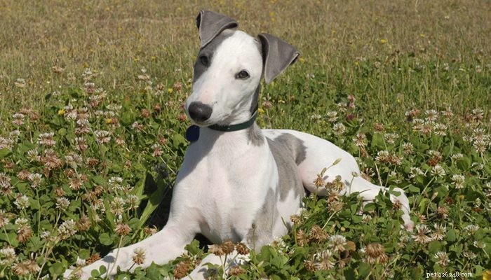 Adopting Greyhounds:A Forgotten Breed