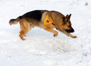 捜索救助犬になるための訓練 