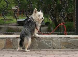 Hoe u uw hond kunt trainen met of zonder een schokhalsband