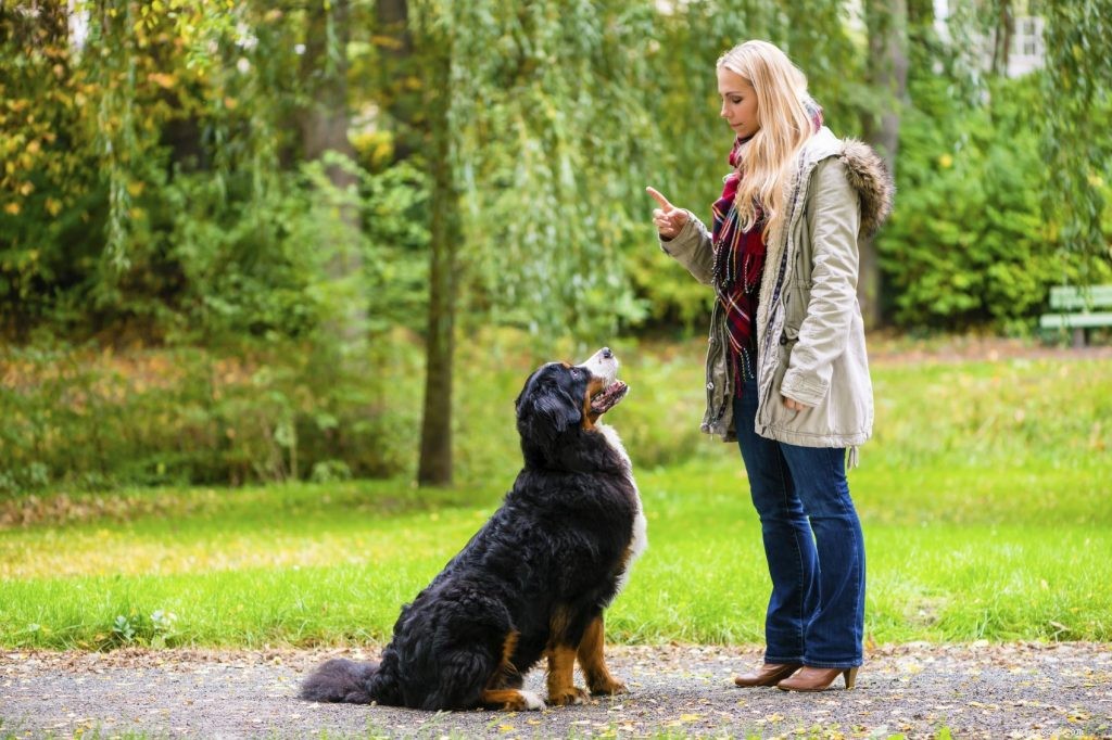 I dieci migliori consigli per l addestramento dei cani