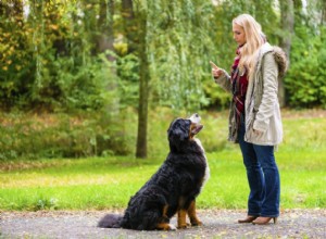 Les dix meilleurs conseils de dressage de chiens