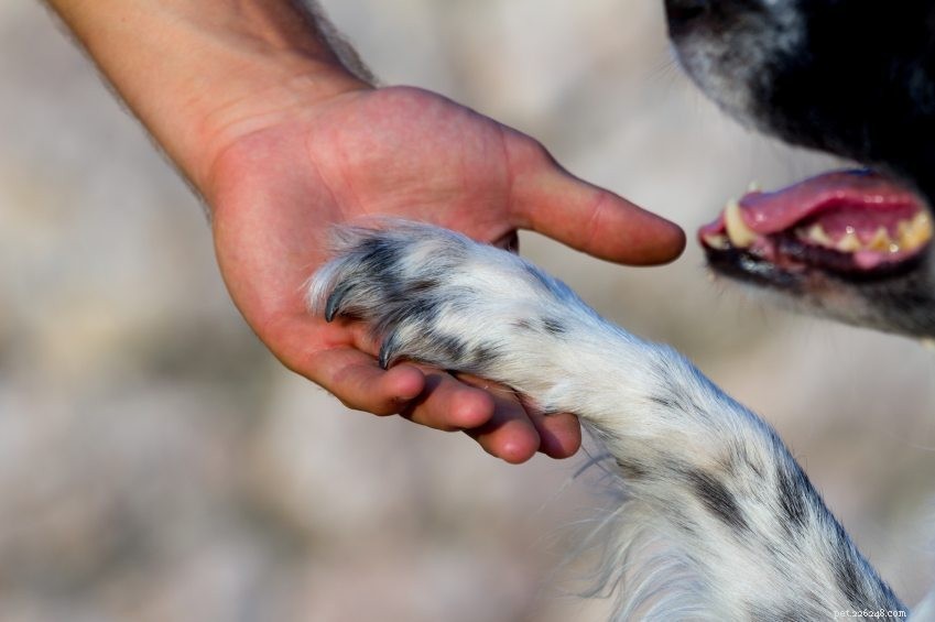Canine Good Citizen Training för varje hund