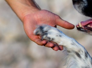 Canine Good Citizen Training voor elke hond