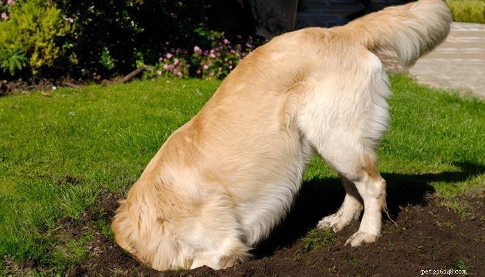 정말로 개가 땅을 파는 것을 막아야 합니까?