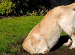 Devez-vous VRAIMENT empêcher votre chien de creuser ?