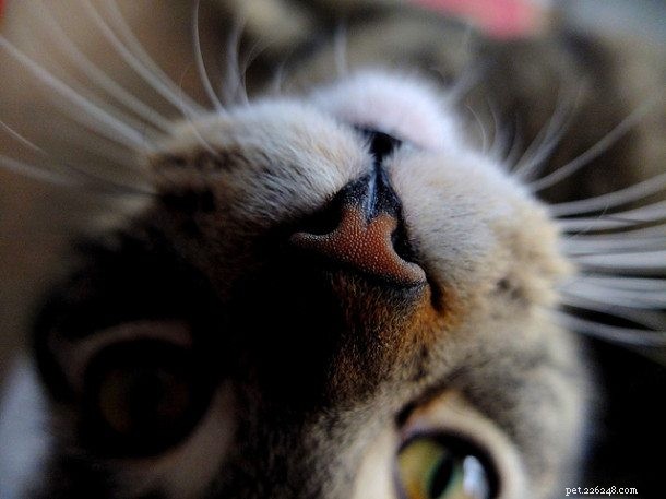 4 забавных факта о кошках, которых вы не знали