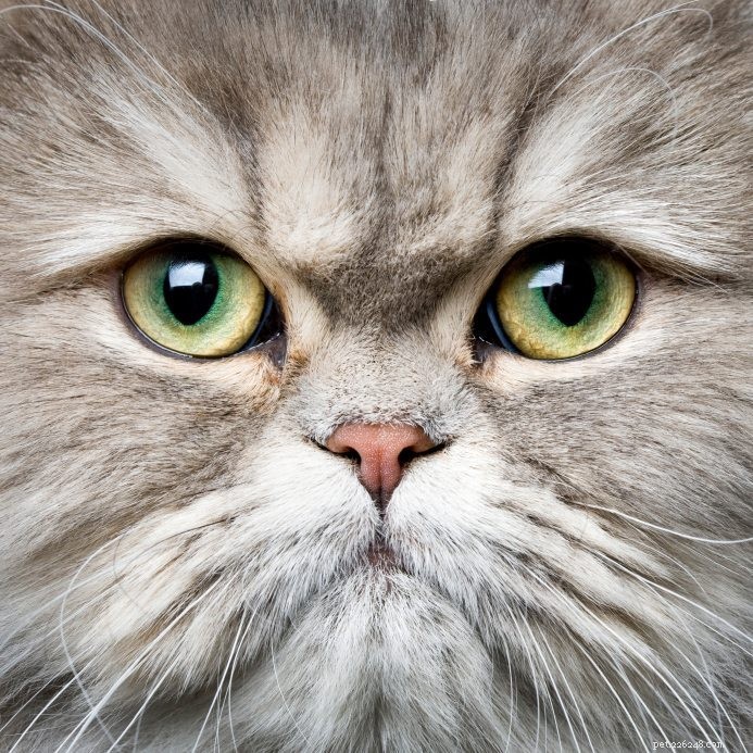 15 самых популярных пород кошек
