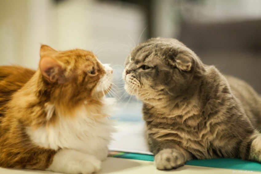 10 rare (maar leuke) feiten over Scottish Fold-katten