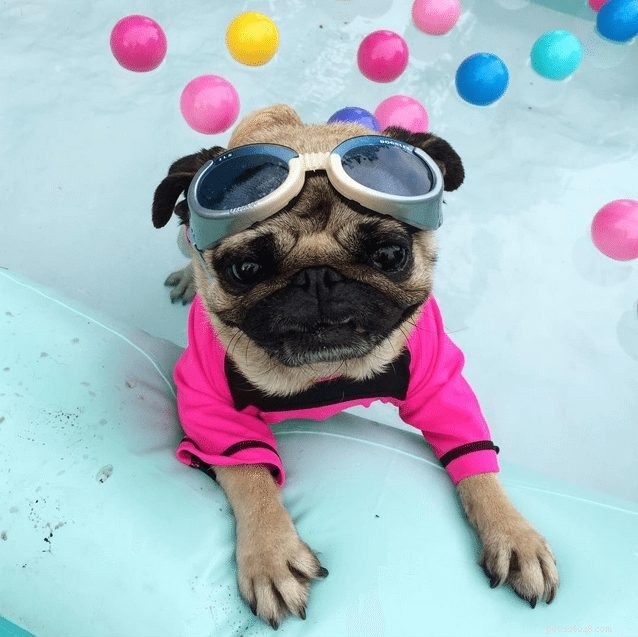 11 hundar som bara verkligen njuter av sin sommar