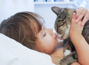 고양이가 당신을 사랑하는지 알 수 있는 상위 8가지 방법