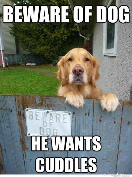 39 самых веселых мемов с очаровательными собаками
