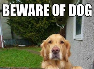 39 z nejveselejších rozkošných psích memů