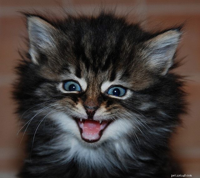 LOL:15 кошек, которые просто в истерике