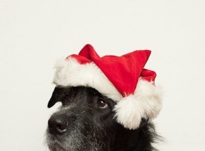 10 hundar som får dig i julstämning
