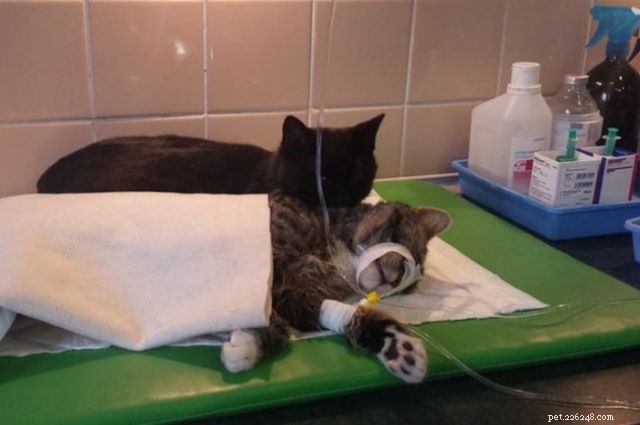 INCREDIBILE:il gatto salvato pensa di essere un infermiera