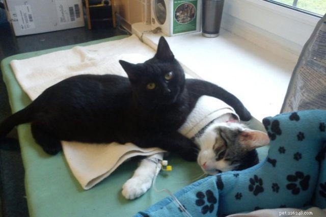 ÉTONNANT :un chat secouru pense qu il est un infirmier