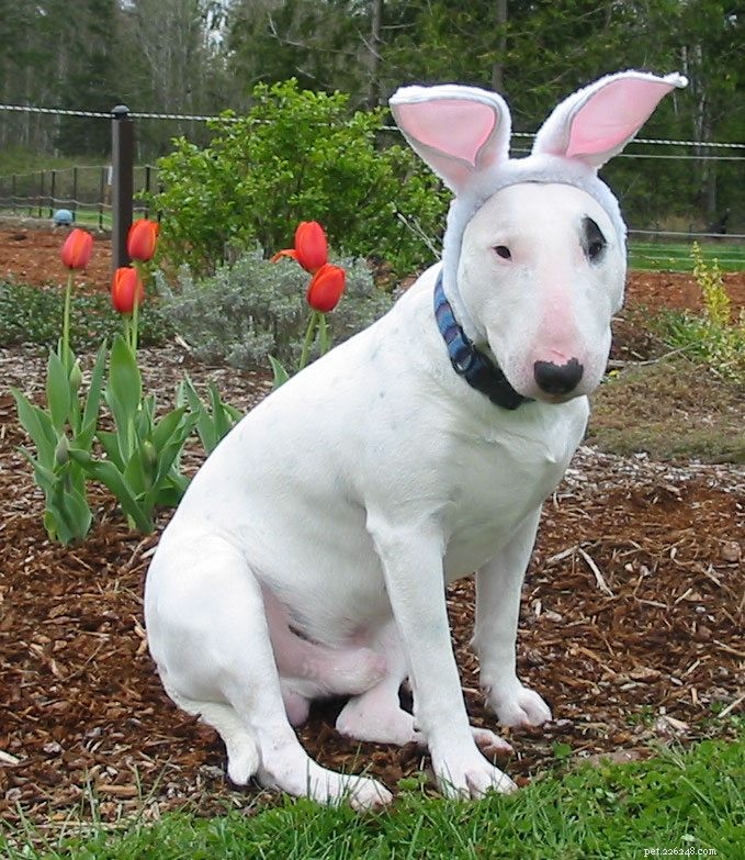 28 Picture Perfect Dog Easter Photos