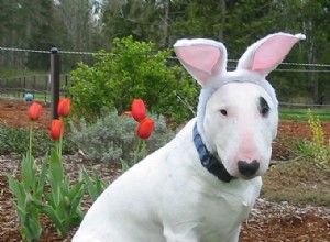 28 photos parfaites de Pâques avec un chien