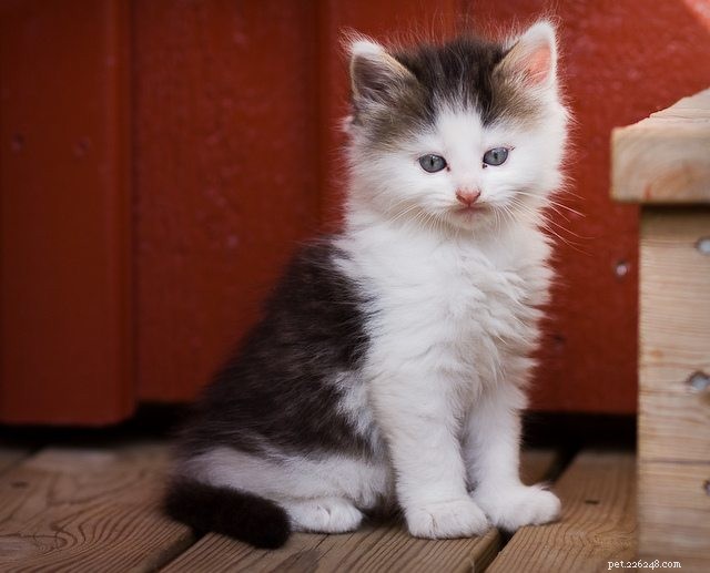 26 очаровательных котят, которые вам нужны в жизни