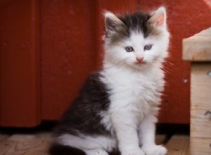 26 rozkošných koťátek, která ve svém životě potřebujete