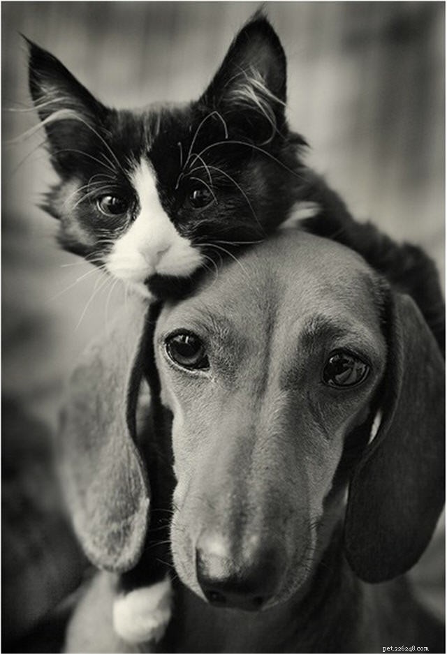 写真：犬と猫が親友になれることの証明 