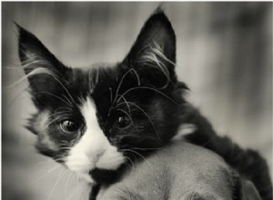 FOTO:Bevis på att hundar och katter kan vara bästa vänner
