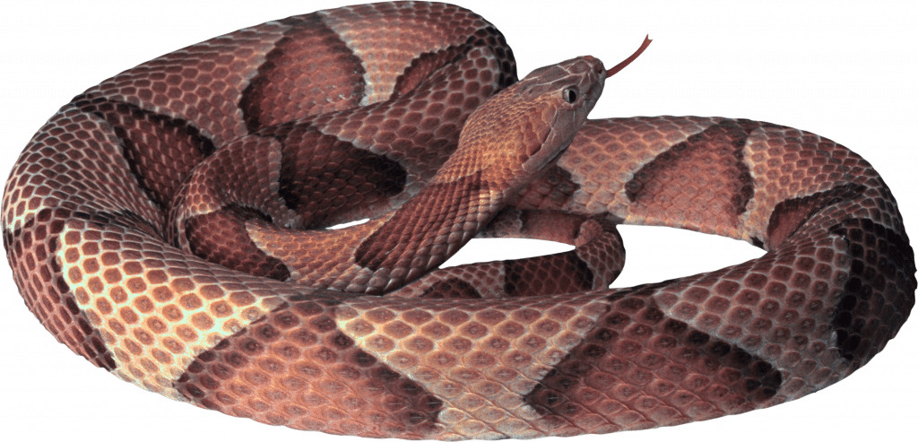 Conseils de sécurité contre les morsures de serpent pour un été en toute sécurité avec votre animal de compagnie