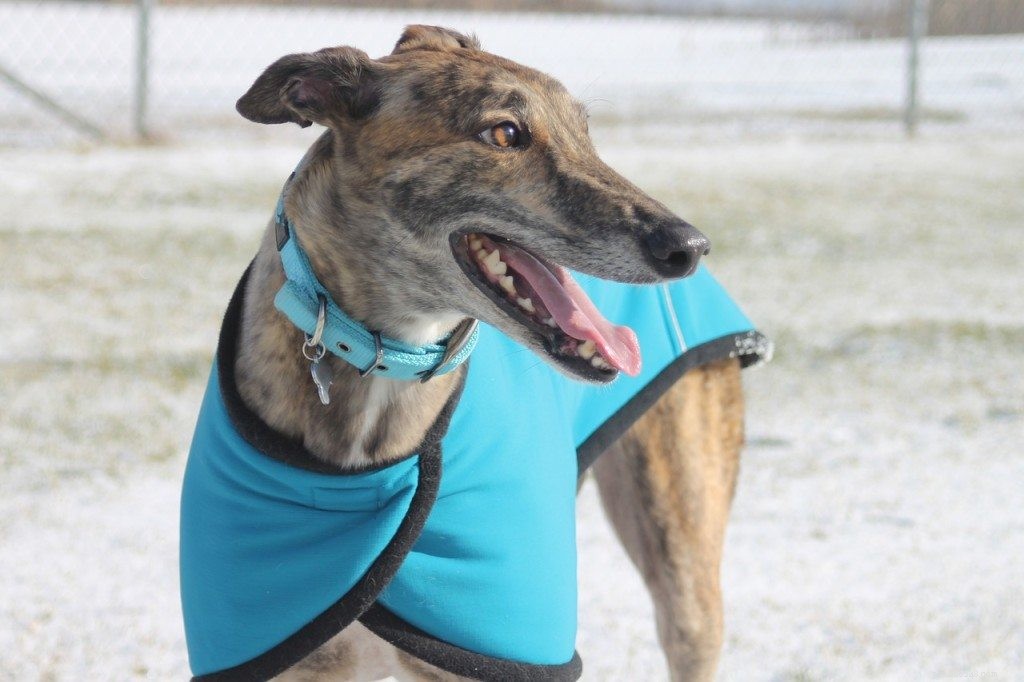 Hur man adopterar en Rescue Greyhound