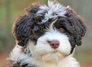 Breed Spotlight:Portugalští vodní psi