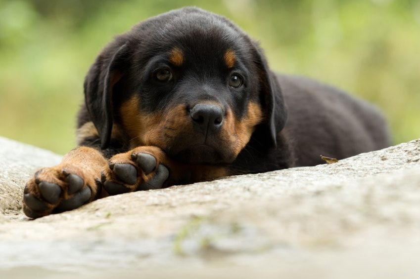28 razões pelas quais os rottweilers são os melhores