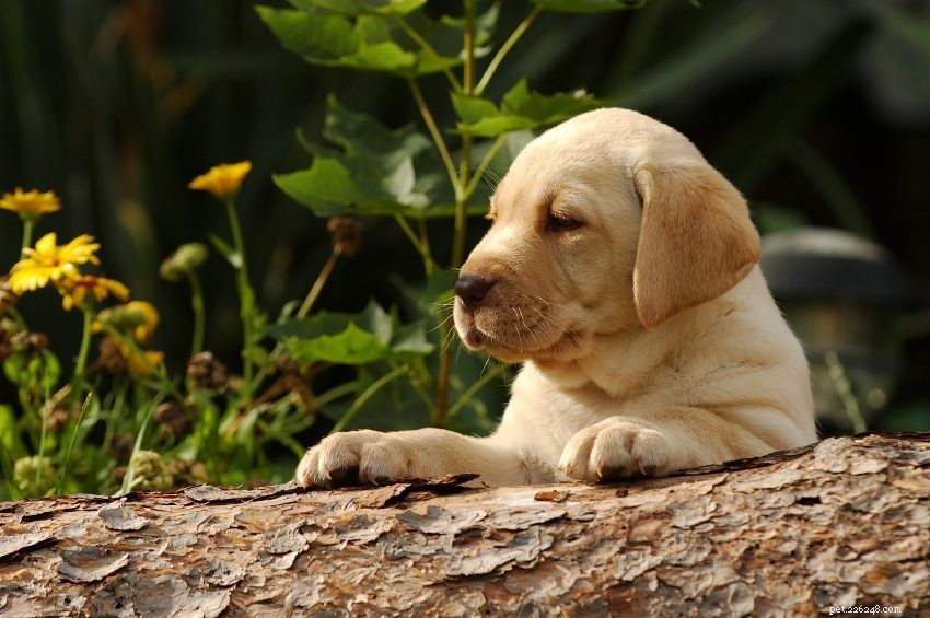 BREED SPOTLIGHT:17 ongelooflijke feiten over Labrador Retrievers