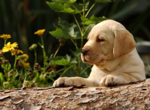 DESTAQUE DA RAÇA:17 fatos incríveis sobre Labrador Retrievers