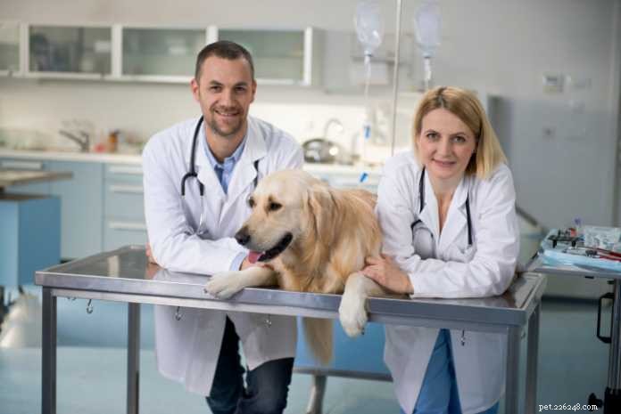 11 saker att leta efter hos en veterinär