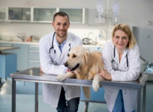 11 věcí, které je třeba hledat u veterináře