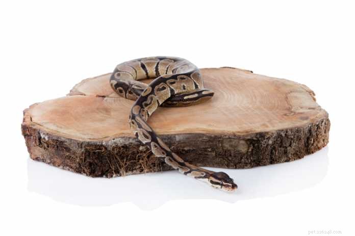 Är det verkligen säkert att förvara giftiga ormar?